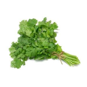 Coriander Czech
