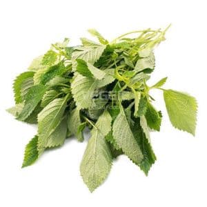 Cockcomb Mint Kinh Gioi Leaf 15 Bunch/box Czech