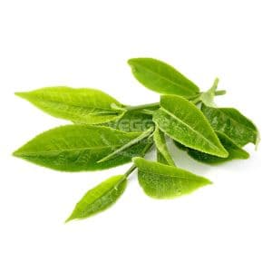 Fresh Green Tea Leaf 100G
