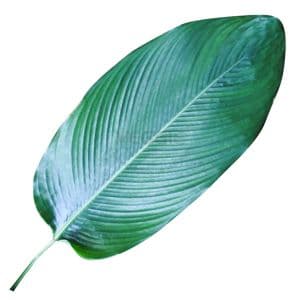 Dong Leaf 1000G / 40 Leaves