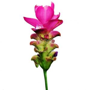 Dok Krajiaw Flower 100G