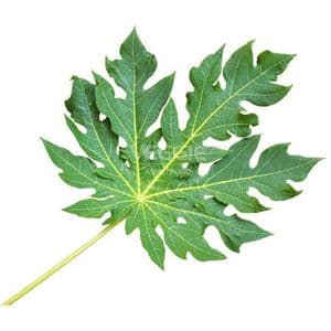 Papaya Leaves 100G
