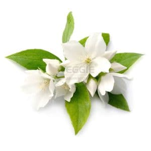 Gardenia Cape Jasmine 100G
