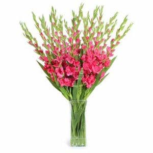 Gladiolus Flower Pink 10Pcs/Bunch