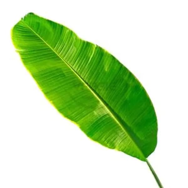 Banana Leaf Thailand 500g