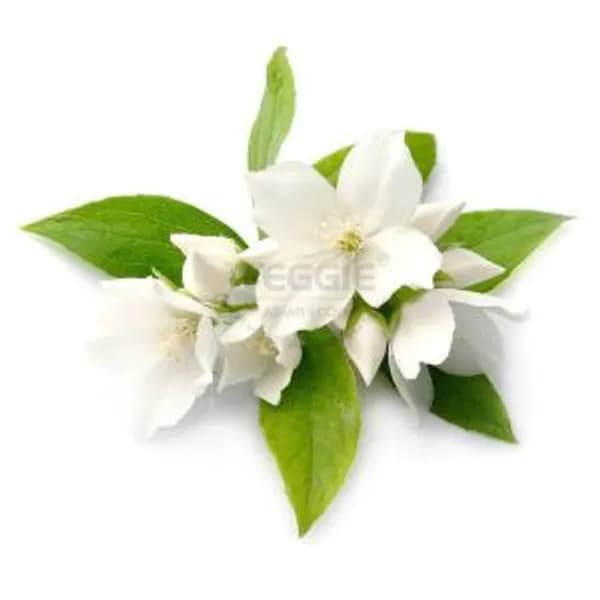 Gardenia Cape Jasmine 100g